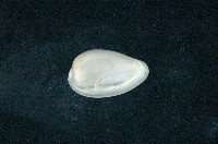 藏品(臺灣穀米螺)的圖片